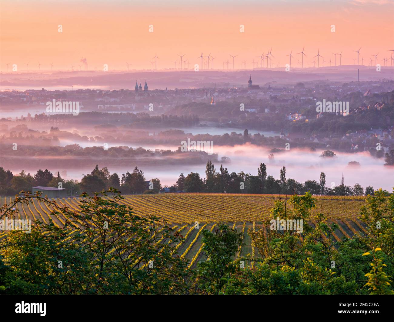 View at sunrise over vineyard and morning fog on Naumburg with cathedral and Wenceslas church, Saale valley, Naumburg, Burgenlandkreis Stock Photo