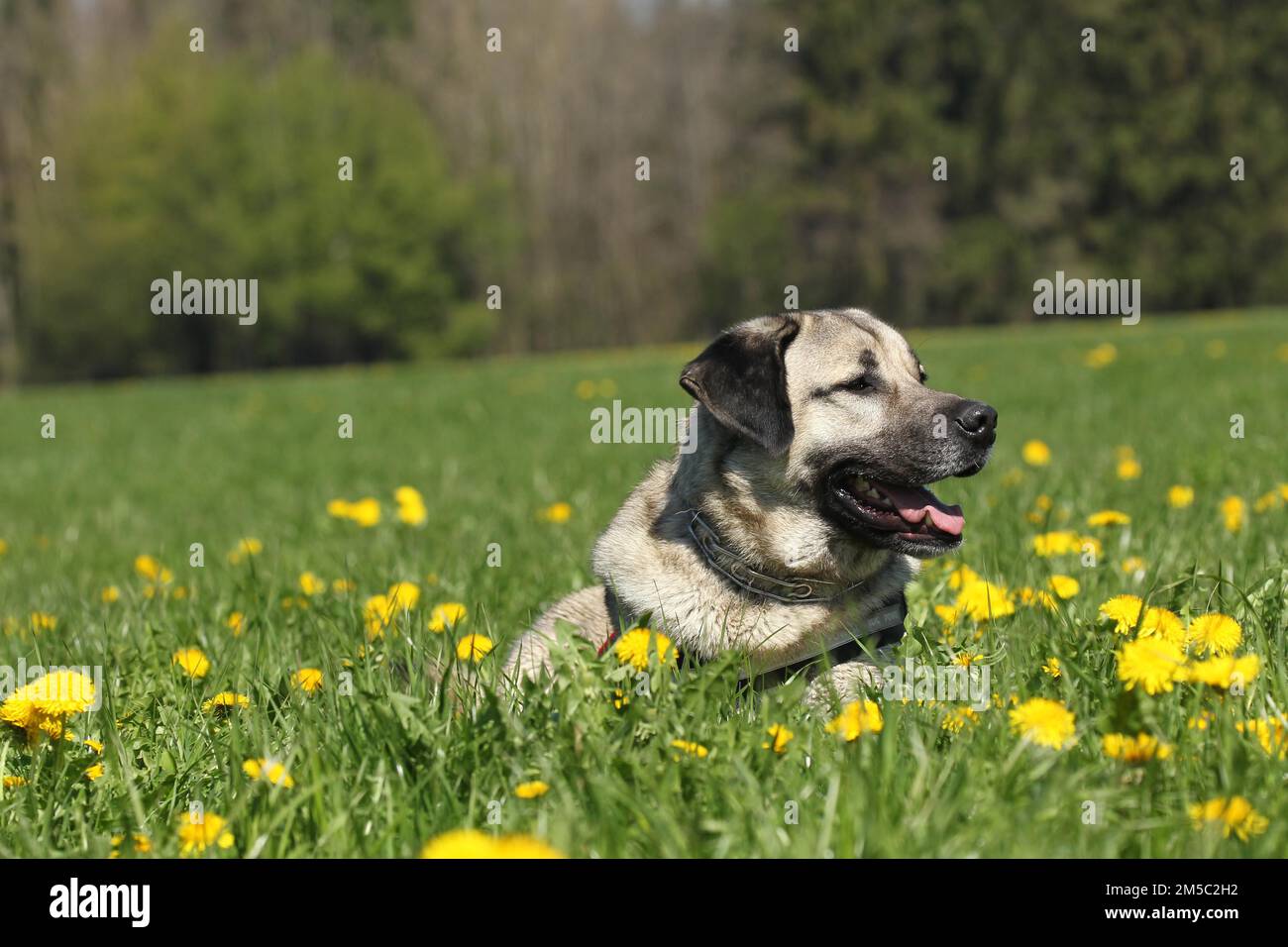 Anatolian guard best sale dog