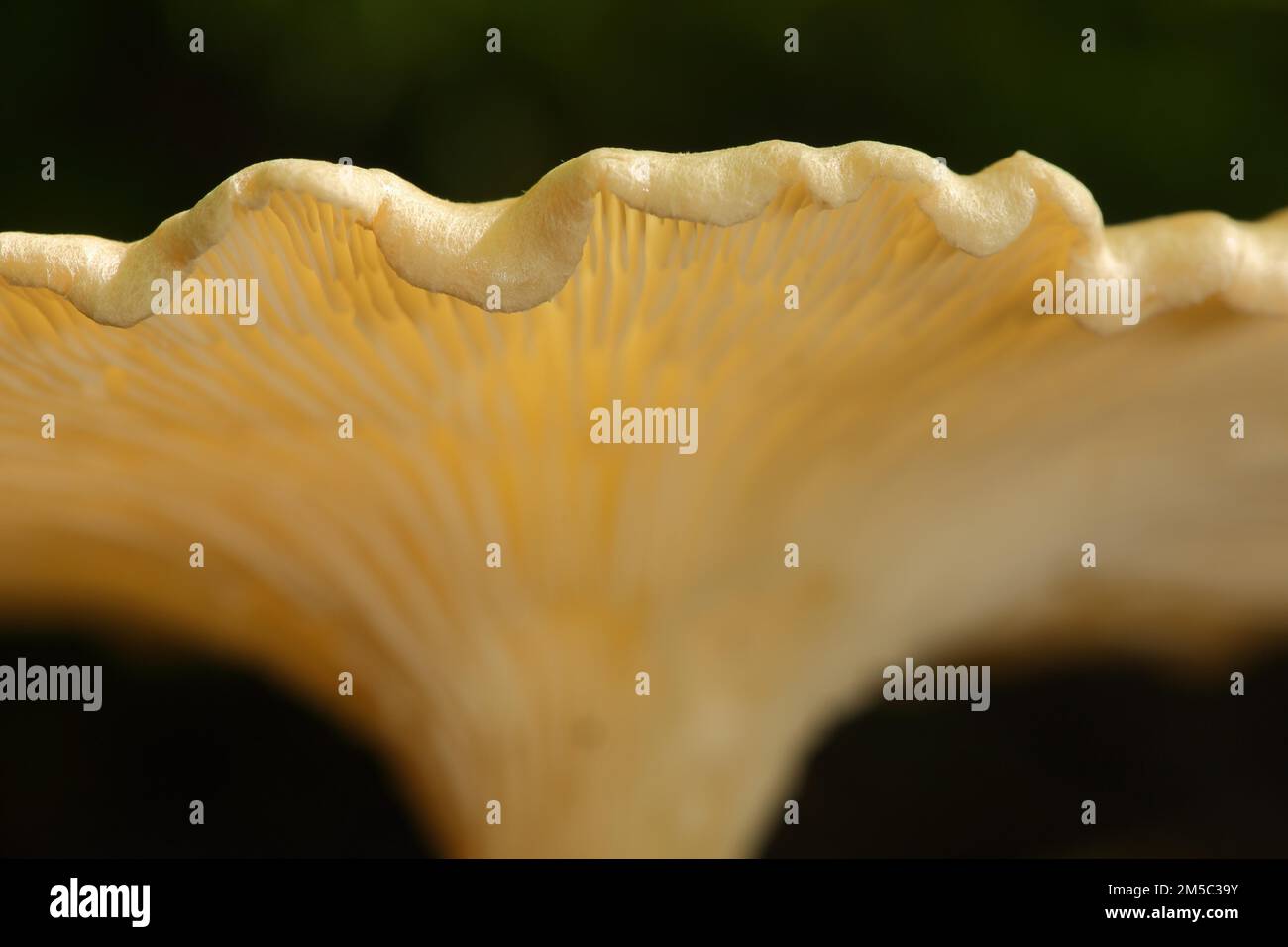 Rim of mushroom cap Kerbrandiger Trichterling (Clitocybe costata), curved, wavy, detail, macro, Bremthal, Eppstein, Taunus, Hesse, Germany Stock Photo