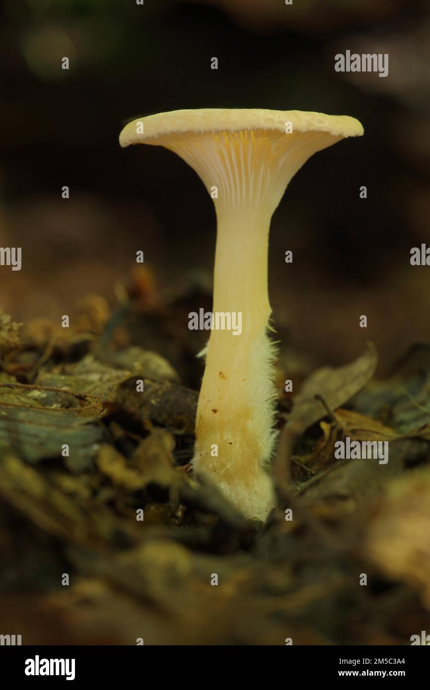 Funnel (Clitocybe costata), Bremthal, Eppstein, Taunus, Hesse, Germany Stock Photo