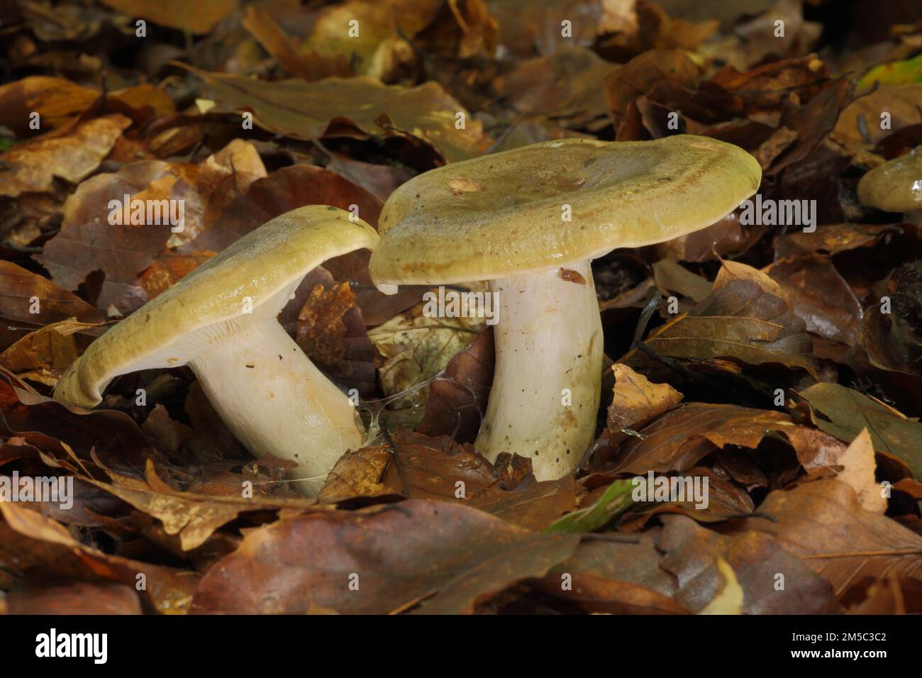 Grey-green milkling (Lactarius blennius), two, milkling (lactarius), russulaceae, brittle-leaved, russulales, stand mushroom, mushroom, Bremthal Stock Photo