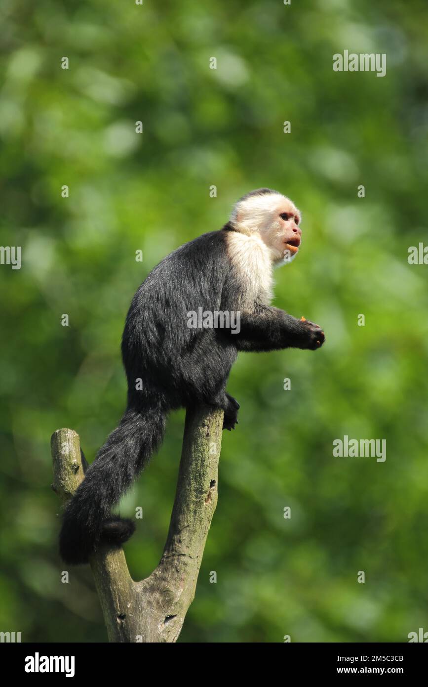 White headed capuchin (Cebus capucinus)capuchins capuchin White headed capuchin (Cebus capucinus)capuchins capuchin