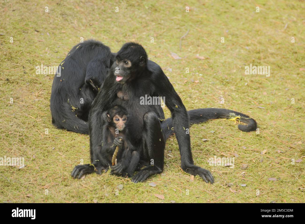 Imagens da vida animal: Macaco-aranha-da-Colômbia (Ateles fusciceps  robustus)