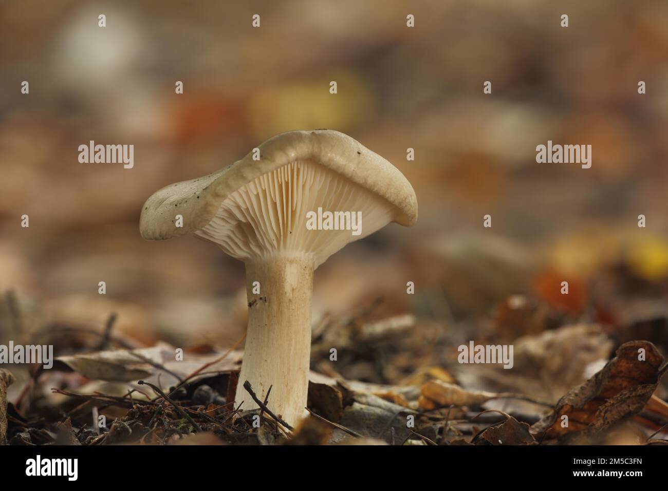 Clouded funnel fungus (Lepista nebularis), Idstein, Taunus, Hesse, Germany Stock Photo