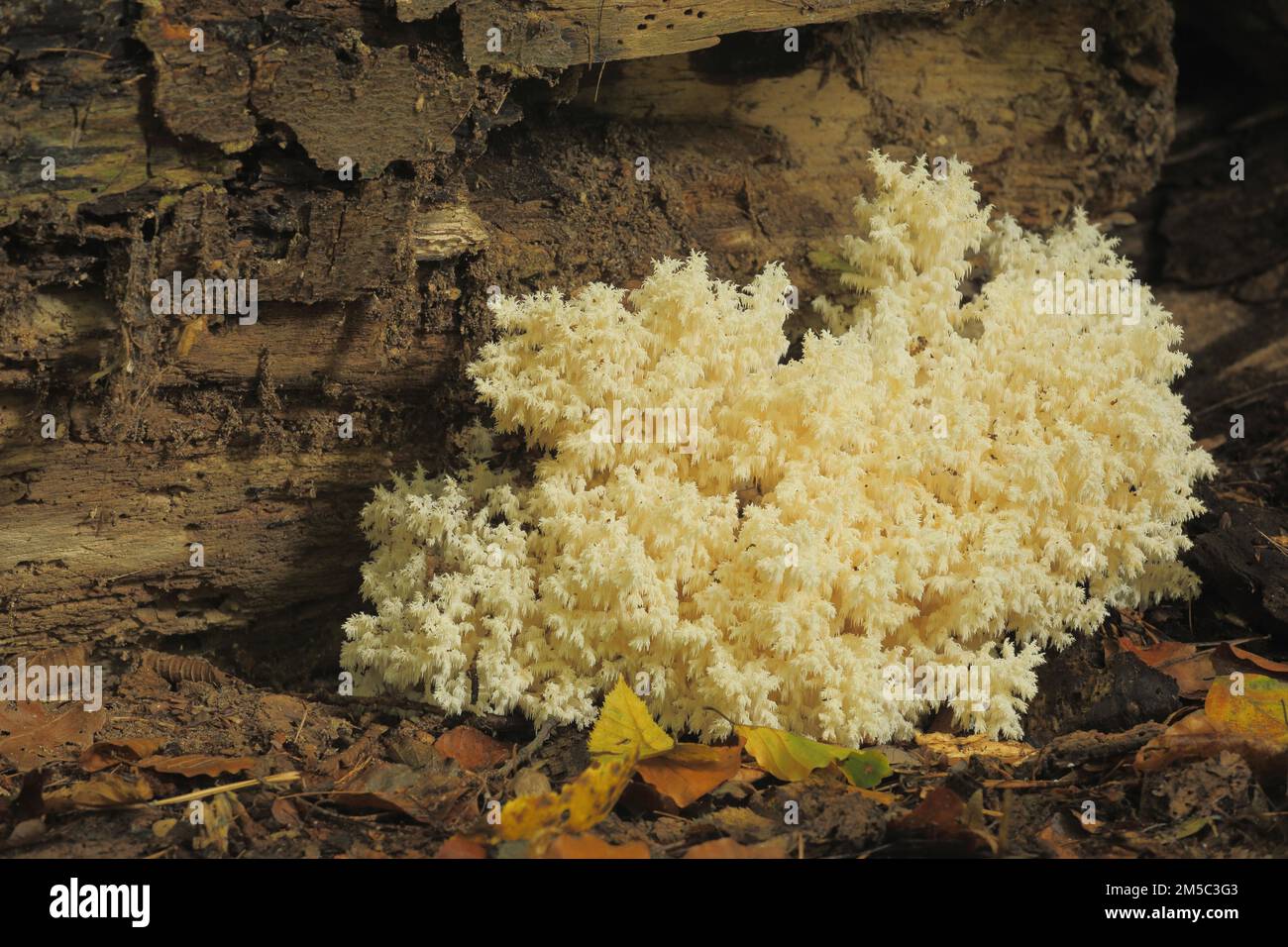 Russulaceae Spiny Beard (Hericium clathroides), Beech Spiny Beard, Spiny Beard ...