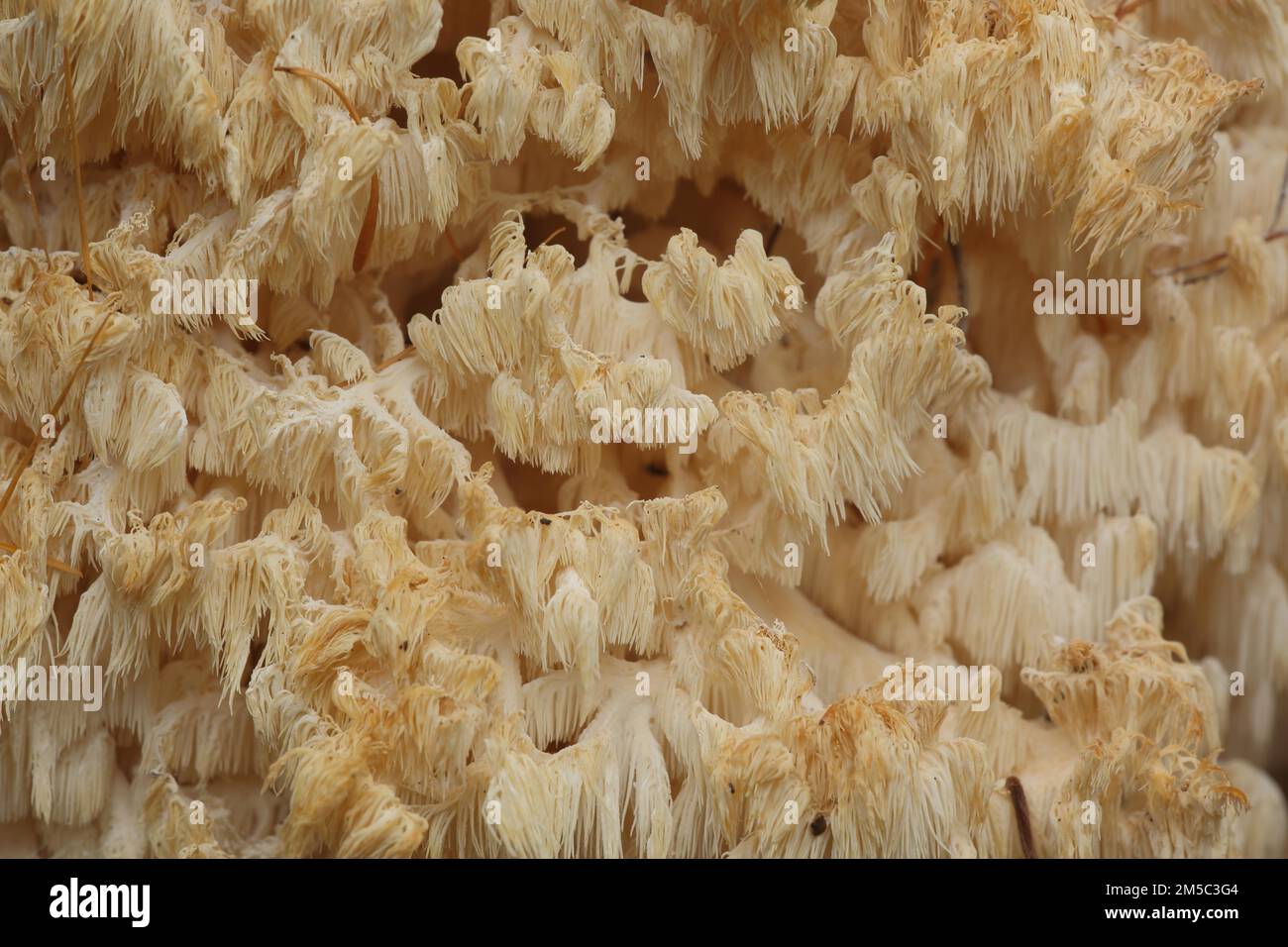 Spiny Beard (Hericium clathroides), detail, macro, bizarre, filigree, branching, monochrome, yellow, ochre, beech spiny beard, spiny beard, spiny Stock Photo