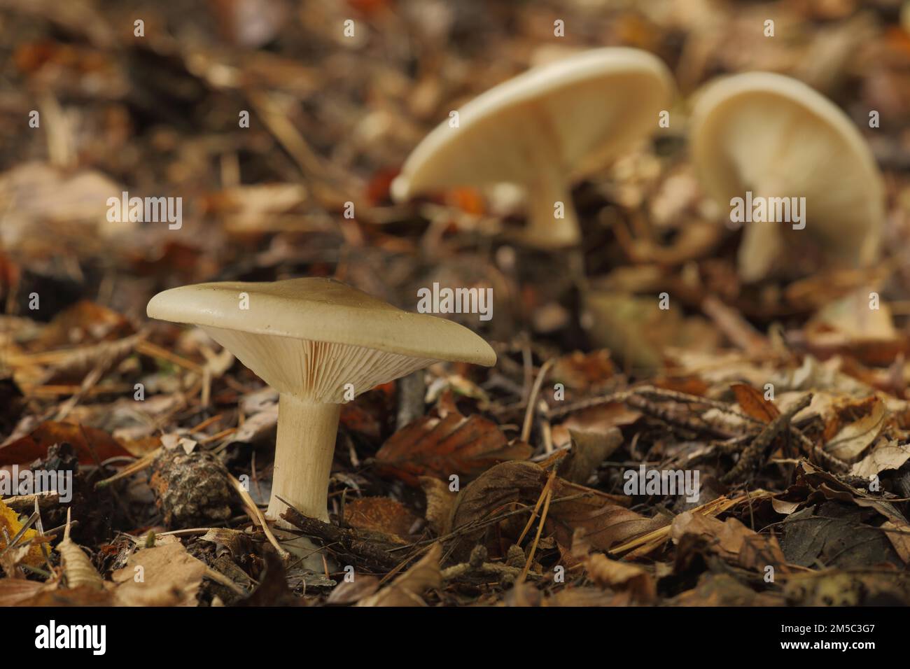 Clouded funnel fungus (Lepista nebularis), Idstein, Taunus, Hesse, Germany Stock Photo