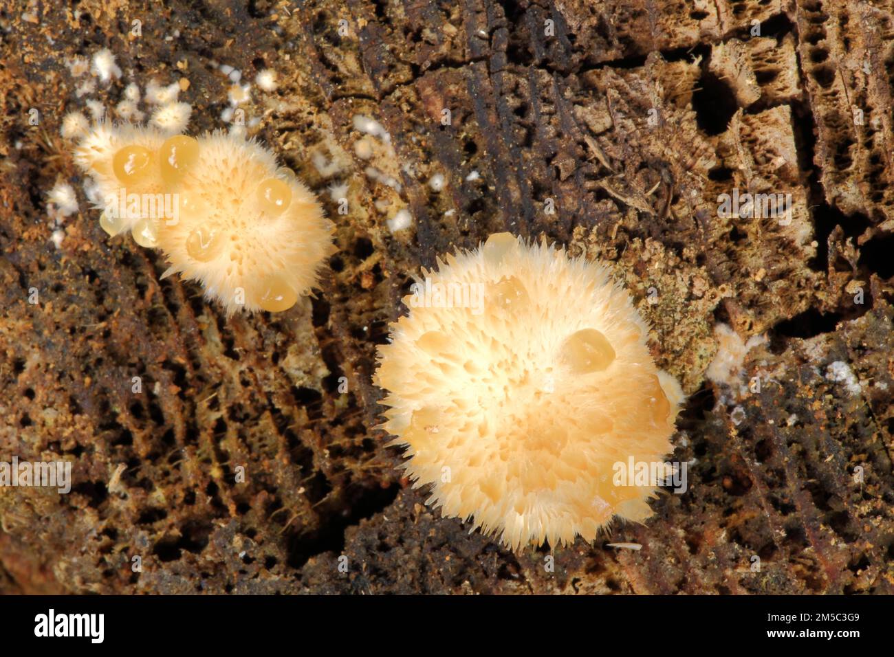 White cushion mushroom (Ptychogaster fuliginoides), guttation drop, cushion sap porling, cushion sap porling, sap porling, tree mushroom, Postia Stock Photo