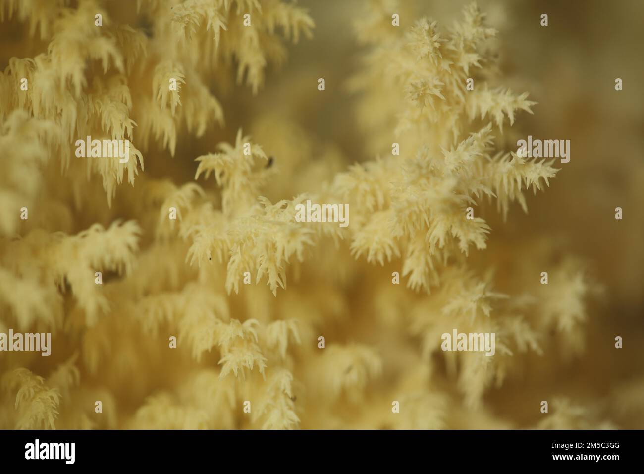 Branched spiny beard (Hericium clathroides), detail, Marko, monochrome, yellow, ochre, bizarre, filigree, spiny, beech spiny beard, spiny beards Stock Photo