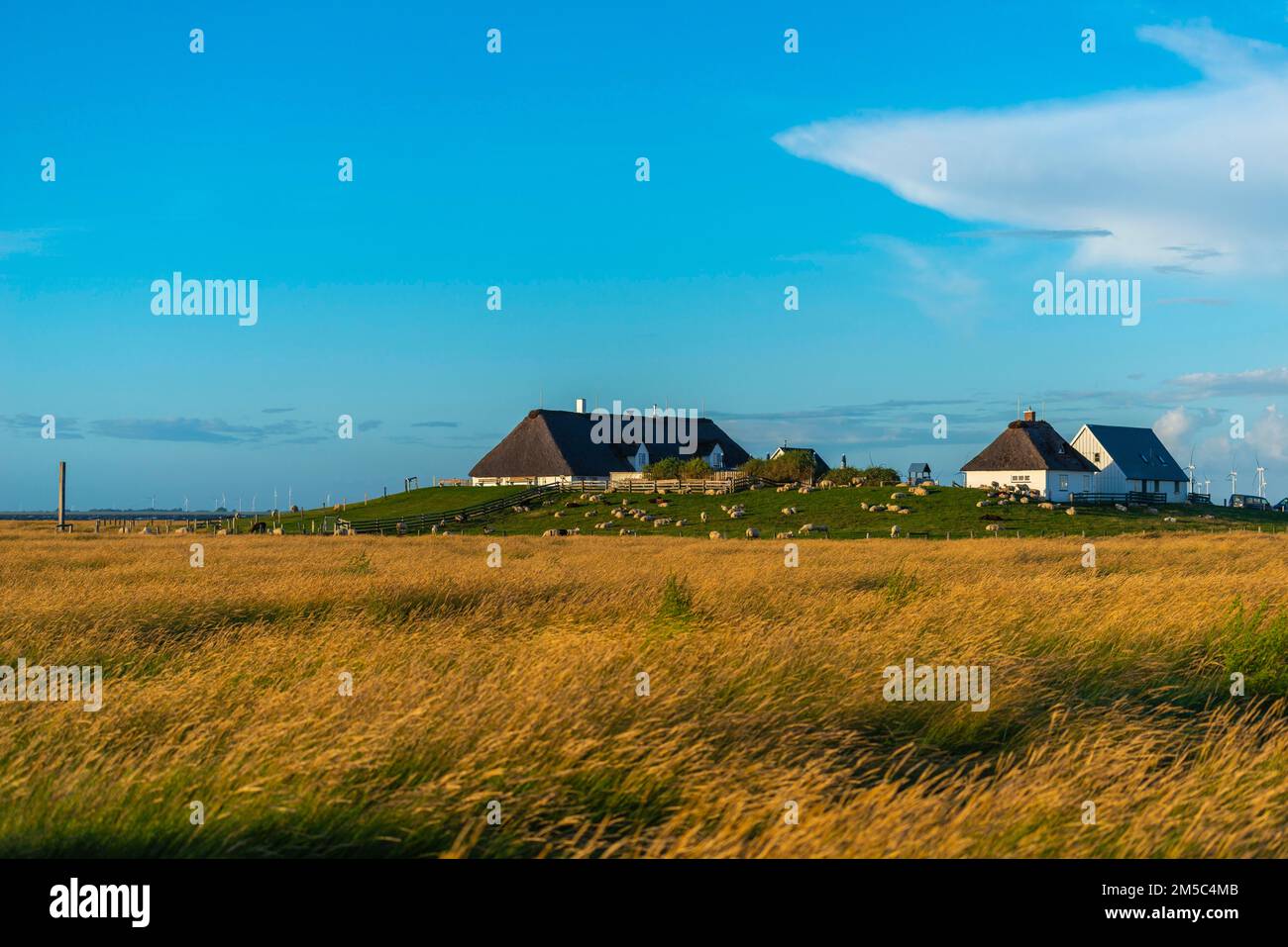 Hamburger Hallig, Reussenkoege, North Frisia, dwelling mound, reed houses, grasses, sheep, evening light, blue sky, Schleswig-Holstein, North Stock Photo