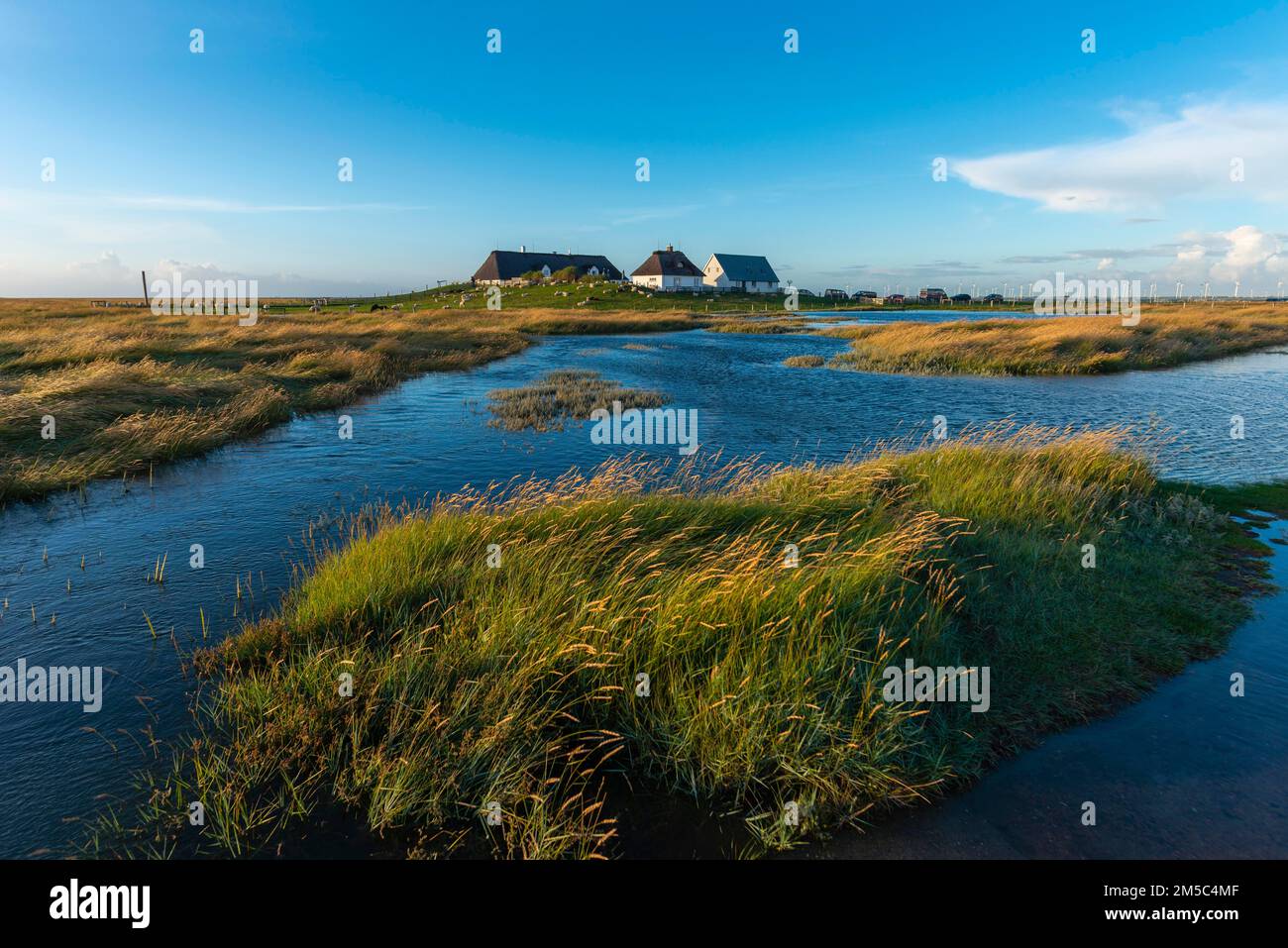 Hamburger Hallig, Reussenkoege, North Frisia, dwelling mound, reed houses, grasses, sheep, evening light, blue sky, Schleswig-Holstein, North Stock Photo