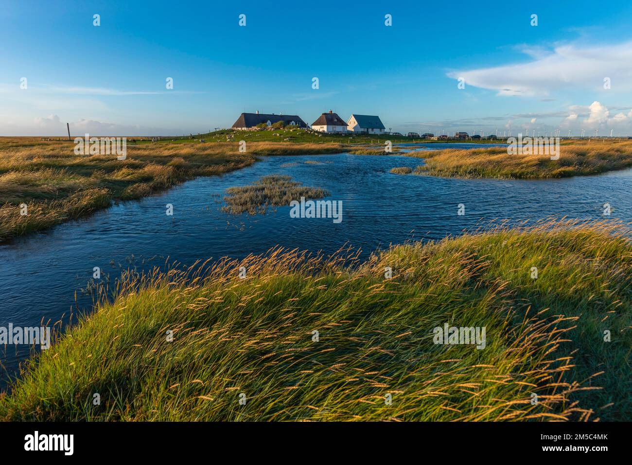 Hamburger Hallig, Reussenkoege, North Frisia, dwelling mound, reed houses, grasses, sheep, evening light, blue sky, Schleswig-Holstein, North Stock Photo