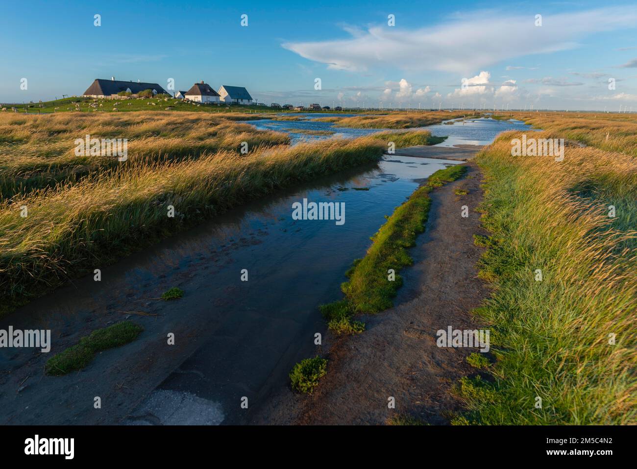 Hamburger Hallig, Reussenkoege, North Frisia, dwelling mound, reed houses, grasses, sheep, evening light, blue sky, Schleswig-Holstein, North Stock Photo