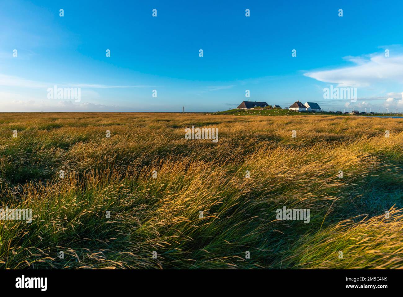 Hamburger Hallig, Reussenkoege, North Frisia, dwelling mound, reed houses, grasses, evening light, blue sky, Schleswig-Holstein, North Germany Stock Photo