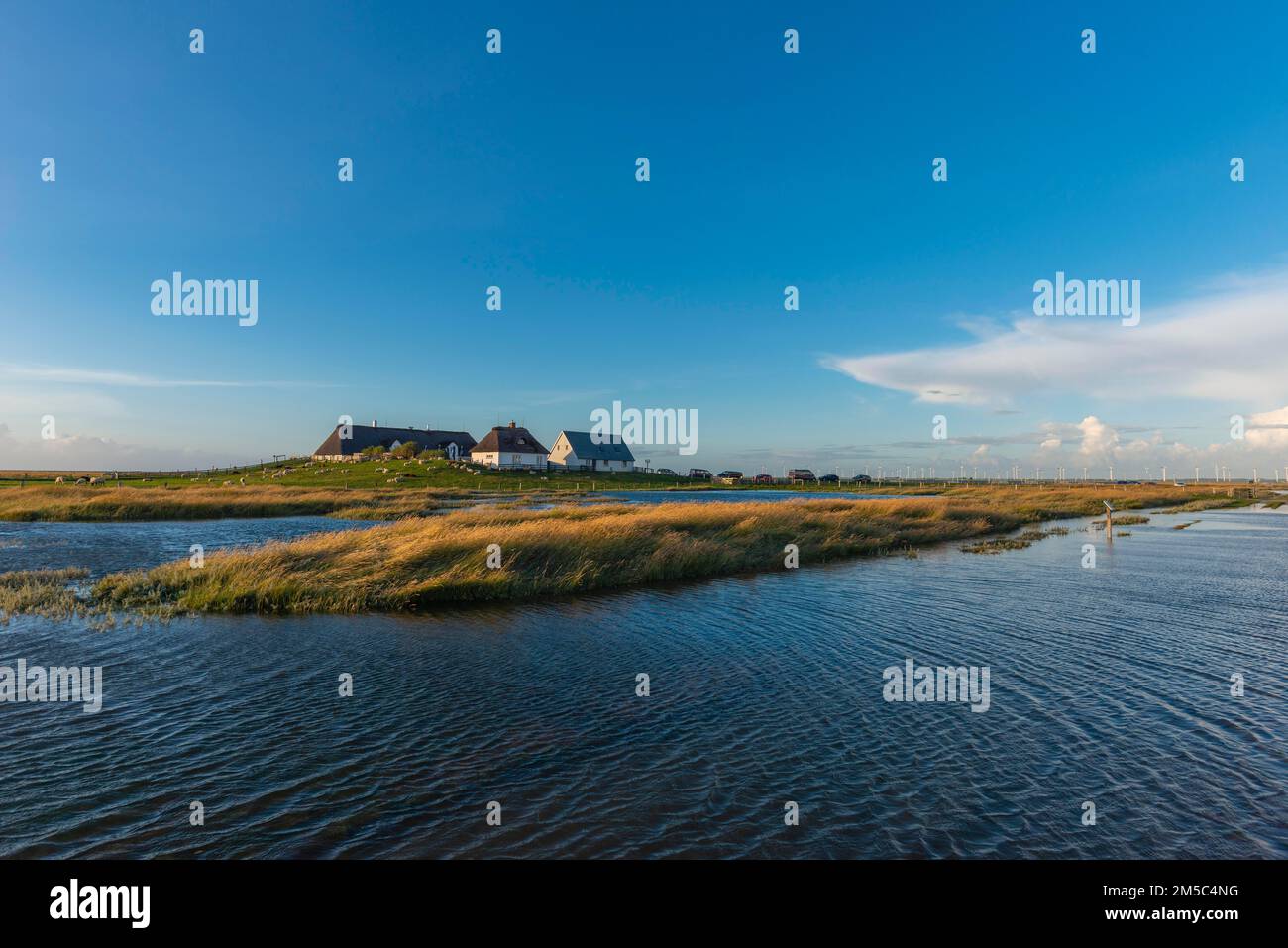 Hamburger Hallig, Reussenkoege, North Frisia, dwelling mound, reed houses, grasses, sheep, evening light, blue sky, Schleswig-Holstein, North Stock Photo