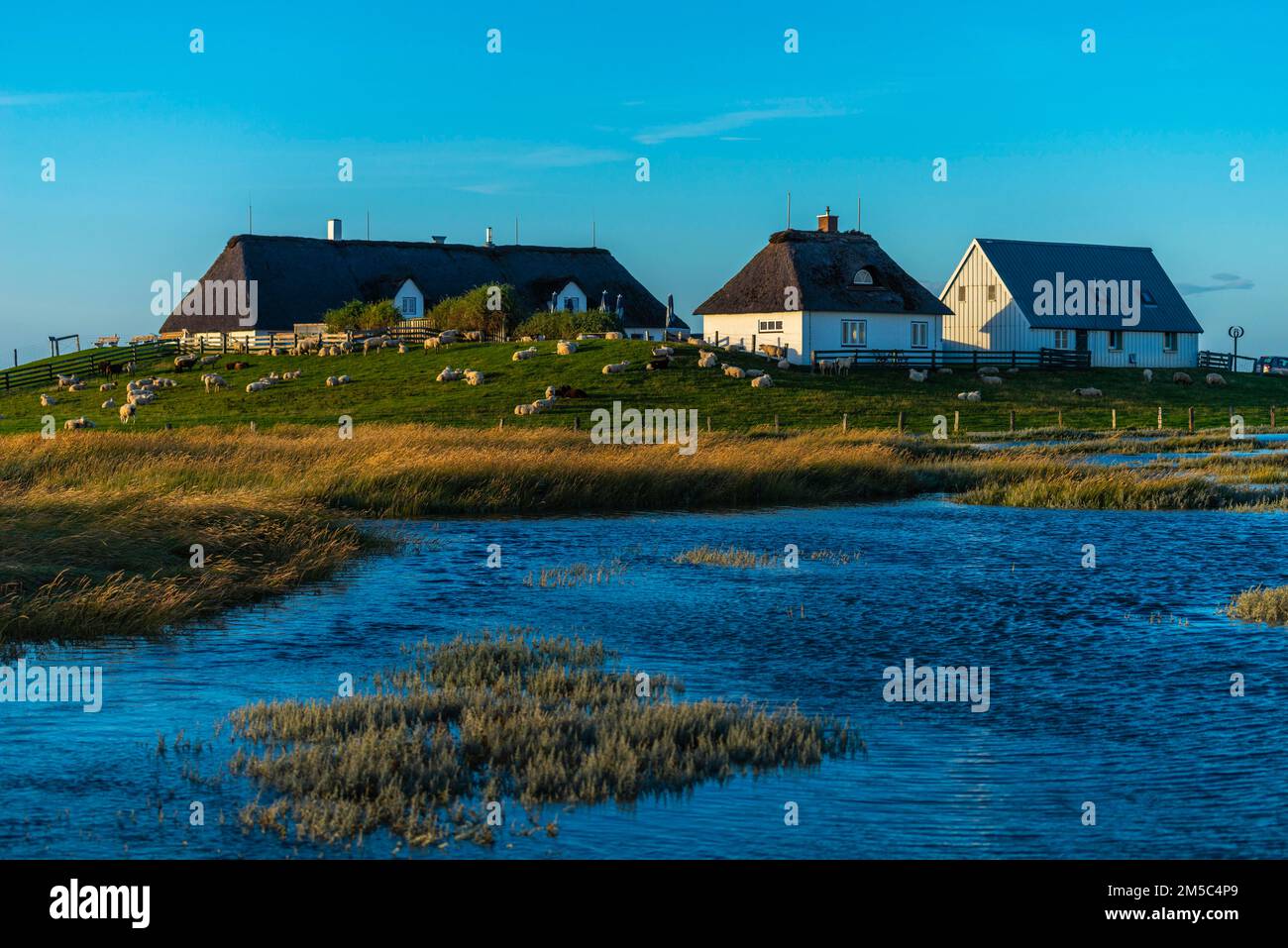 Hamburger Hallig, Reussenkoege, North Frisia, dwelling mound, reed houses, grasses, sheep, evening light, blue sky, Schleswig-Holstein, North Stock Photo