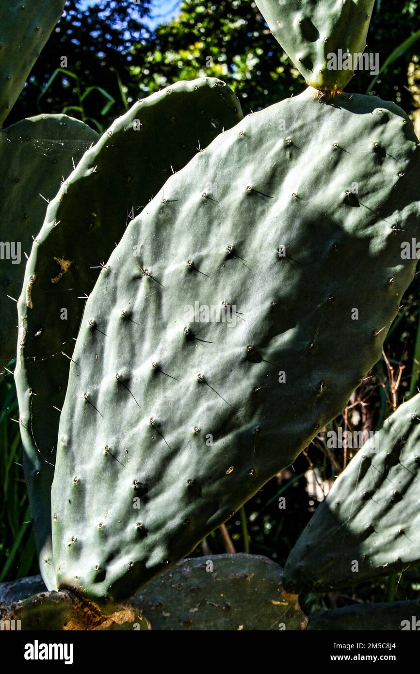 Cactus in sunlight in Sydney Royal Botanic Gardens Stock Photo