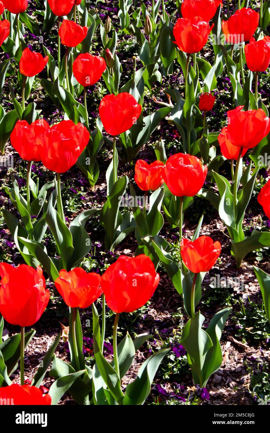 Bright red flowers in field in Sydney Royal Botanic Gardens Stock Photo