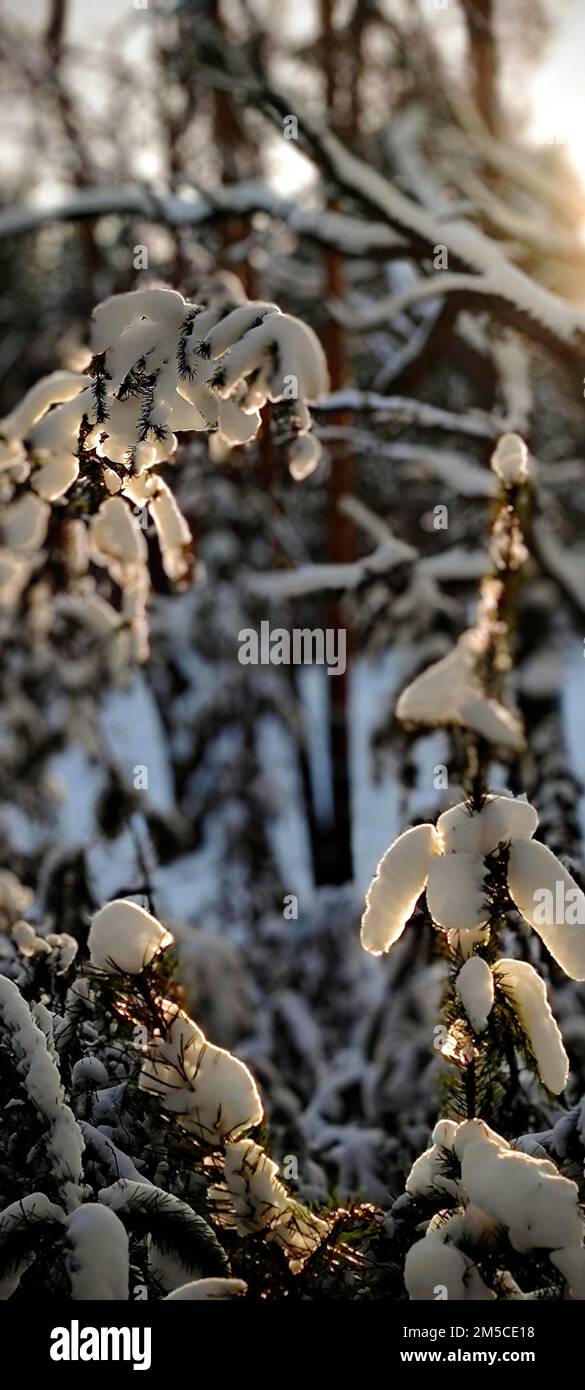 A vertical shot of the snowy branches of a tree in winter Stock Photo