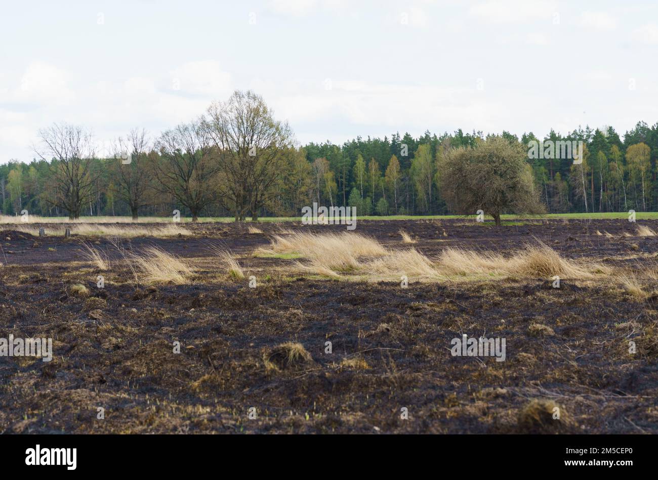 Ecological catastrophy. View of a field with scorched grass, a forest in the distance. Stock Photo