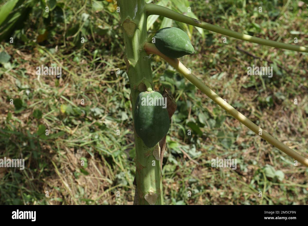 Side view of a small Papaya tree (Carica Papaya) stem with two immature papayas Stock Photo