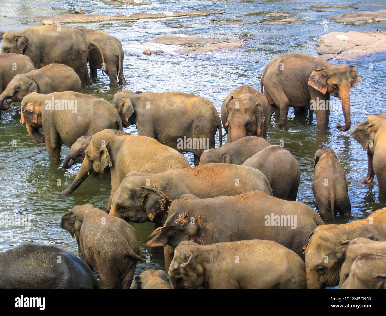Group of Elephant in Sri Lanka Stock Photo Alamy