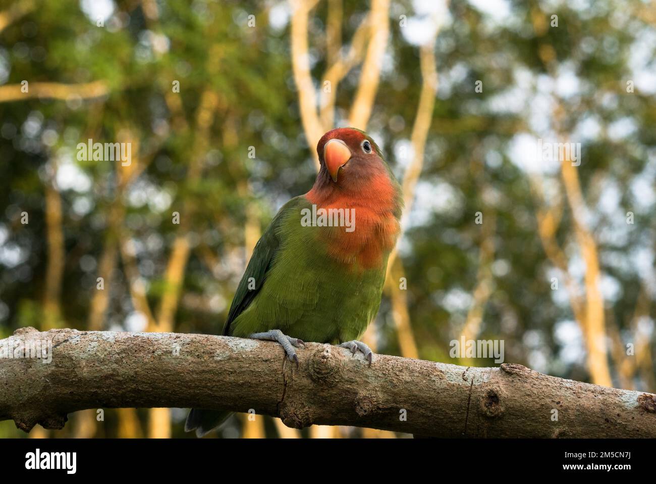 lovebirds, lovebirds flying, love a bird, pair bird, cute love birds, colorful birds, orange and