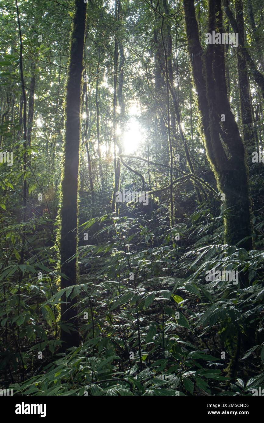 The landscape of cloud forest during sunrise, green moss and lichen ...