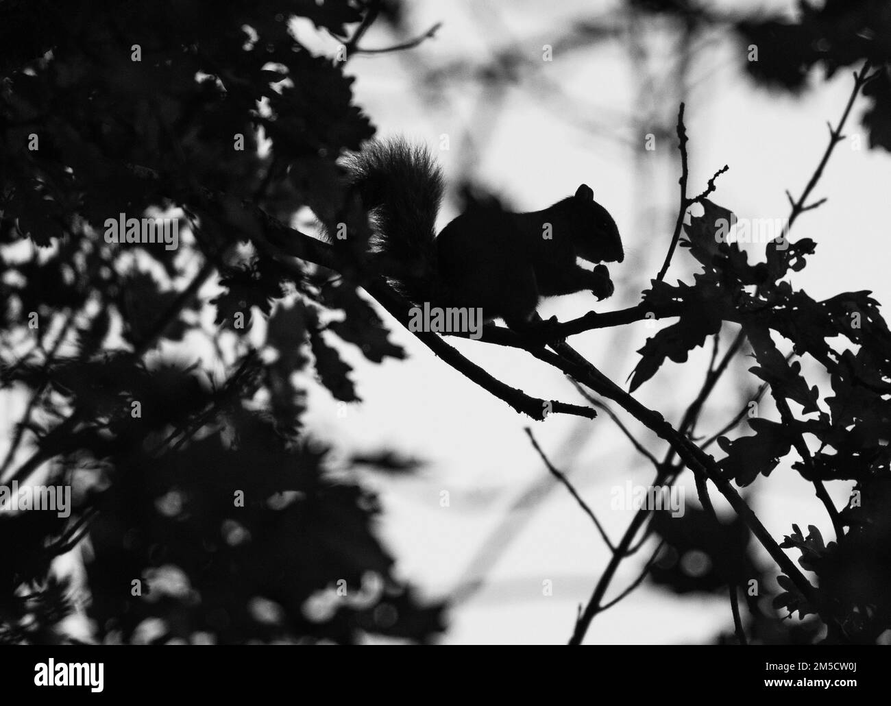 Silhouette of a squirrel eating Stock Photo - Alamy