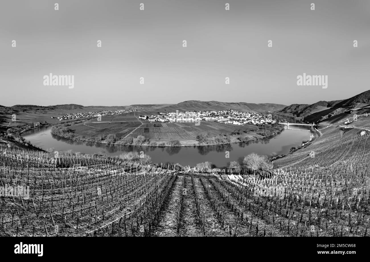 scenic moselle river loop with village Trittenheim seen from Leiwen ...