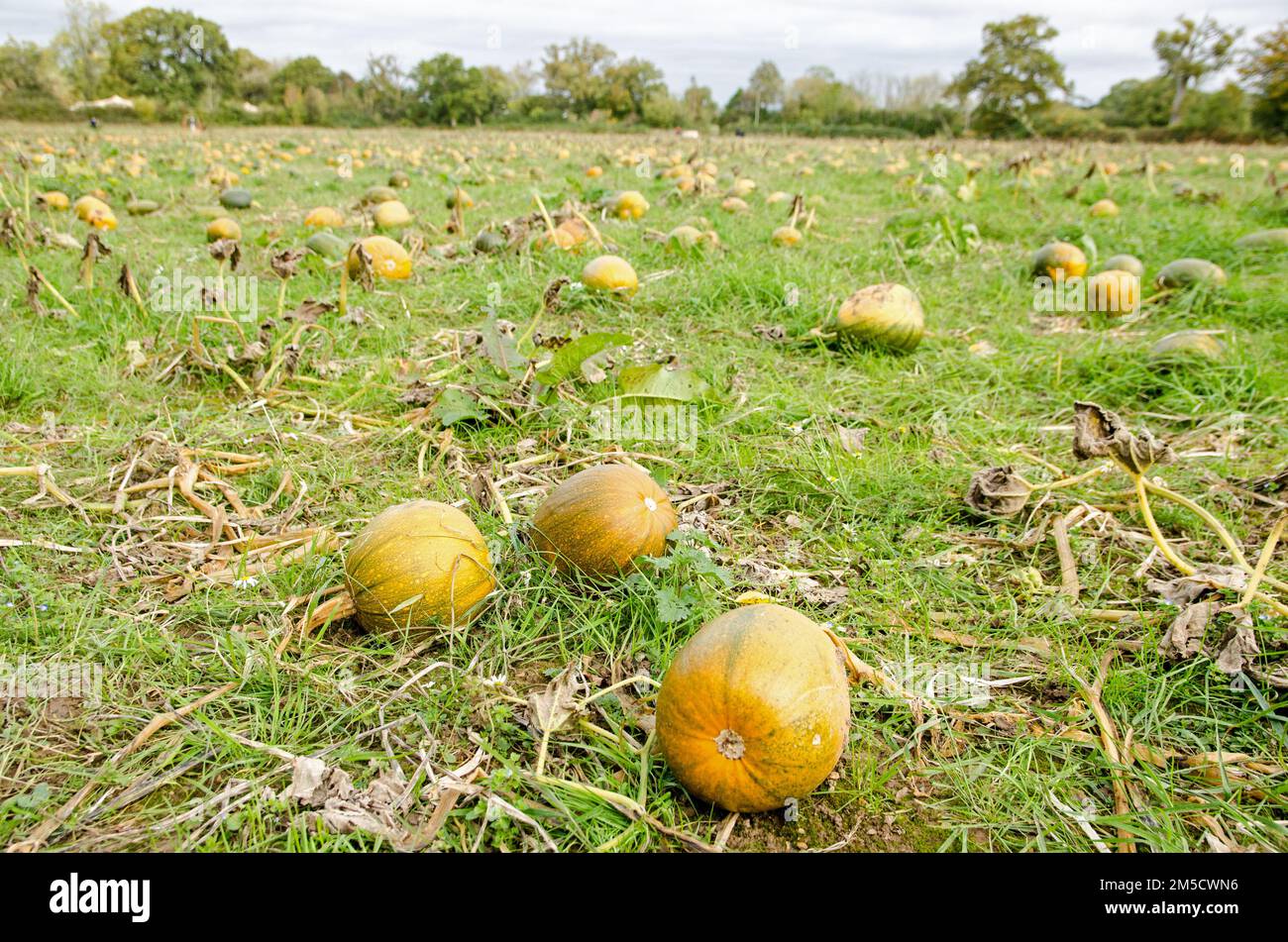 Pumpkins ripening in a large field at the end of October on a Hampshire farm. Stock Photo