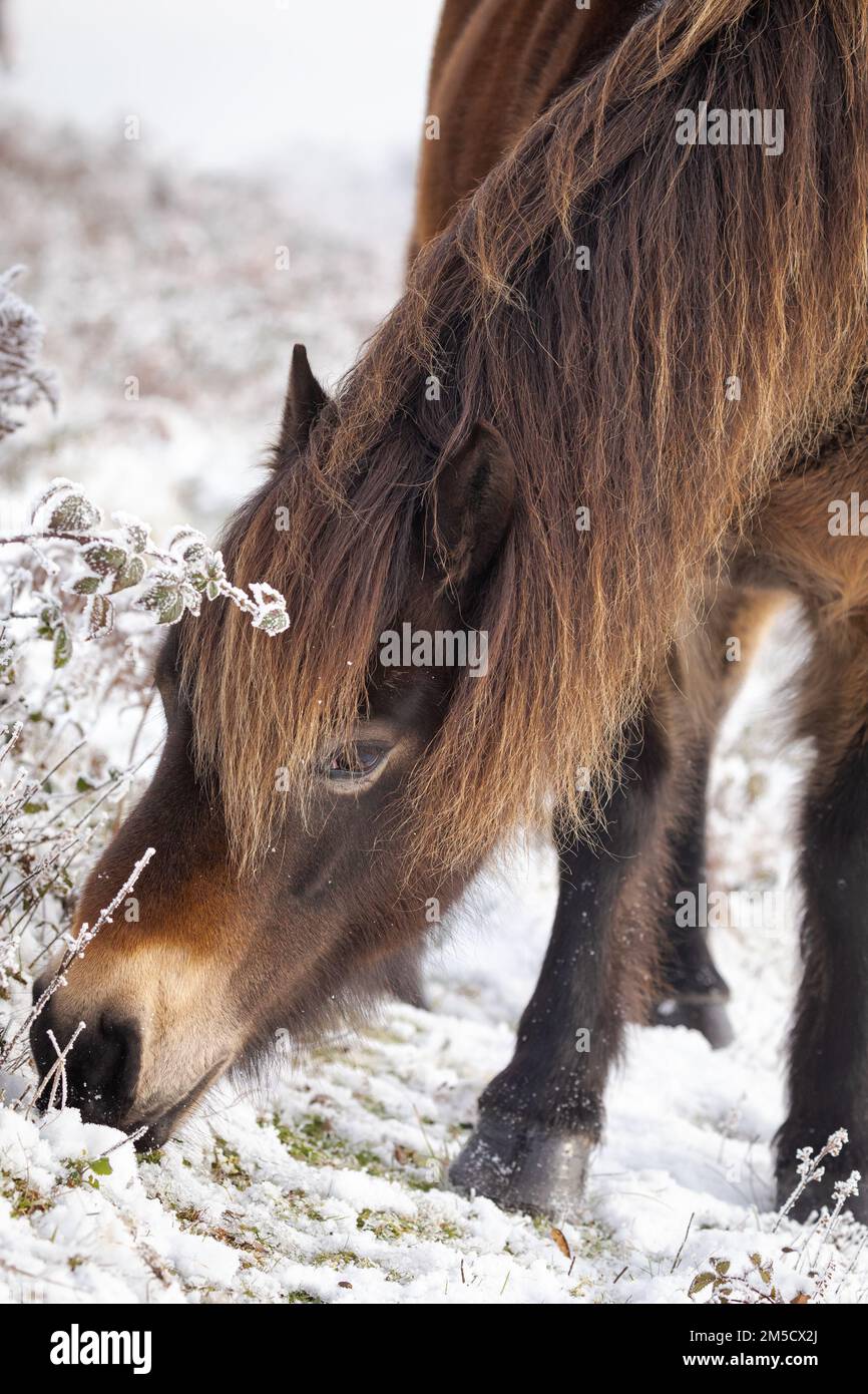 Equine headshots hi-res stock photography and images - Alamy