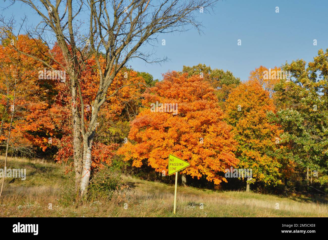 A beautiful view of orange trees in the park during fall time Stock ...