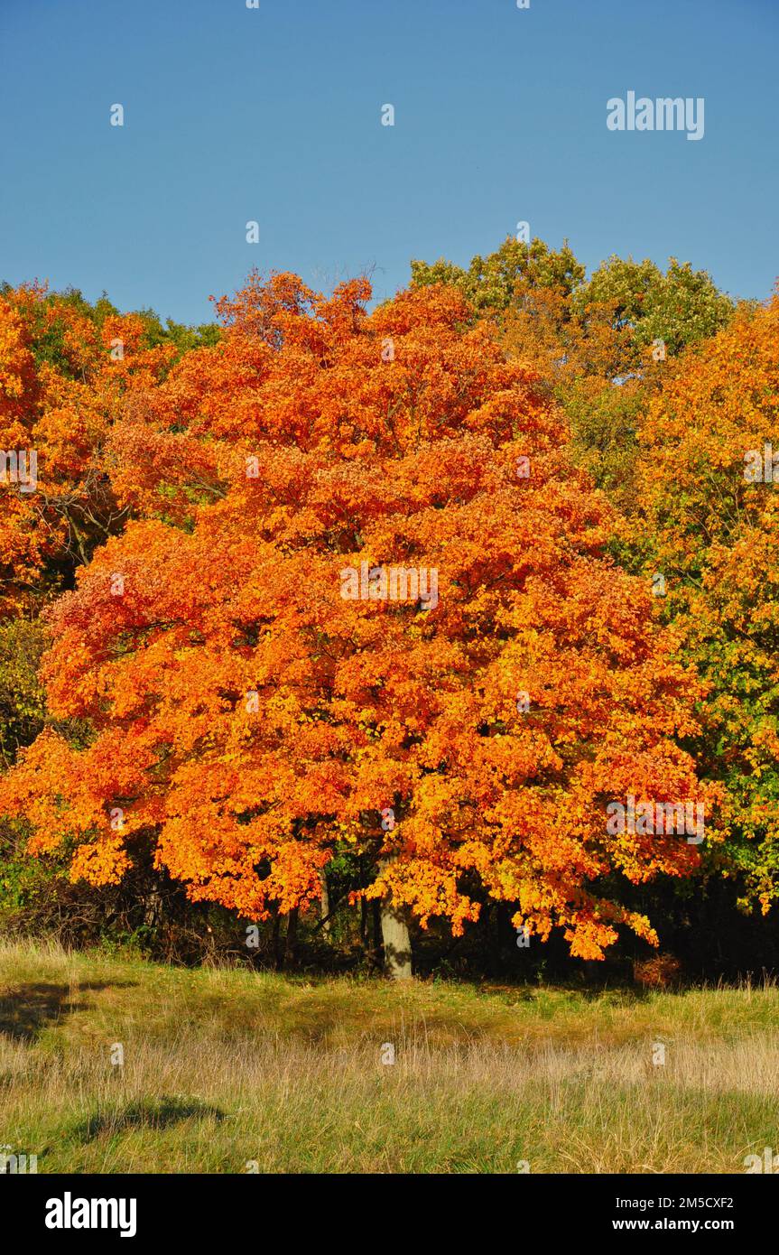 Vertical view tree orange hi-res stock photography and images - Alamy