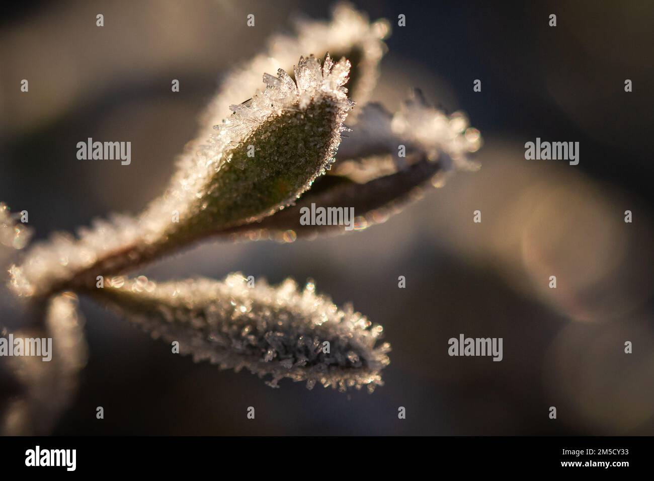 As the sun rises it catches the crystalline frost covering the leaves of the sea purslane (Halimione portulacoides) at Porlock marsh Stock Photo