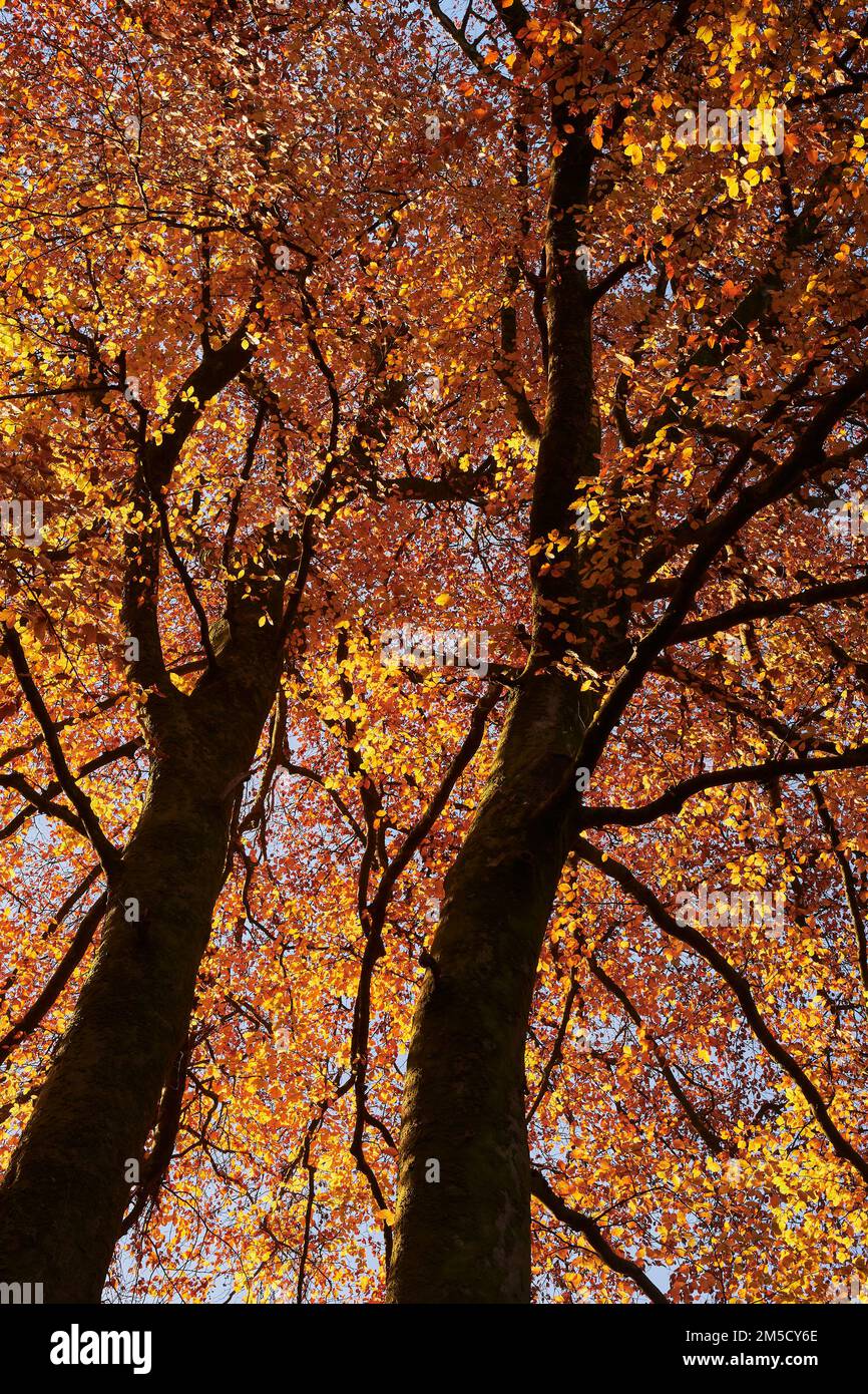 Portrait shot of tall beech trees with leaves in Autumn colour and in