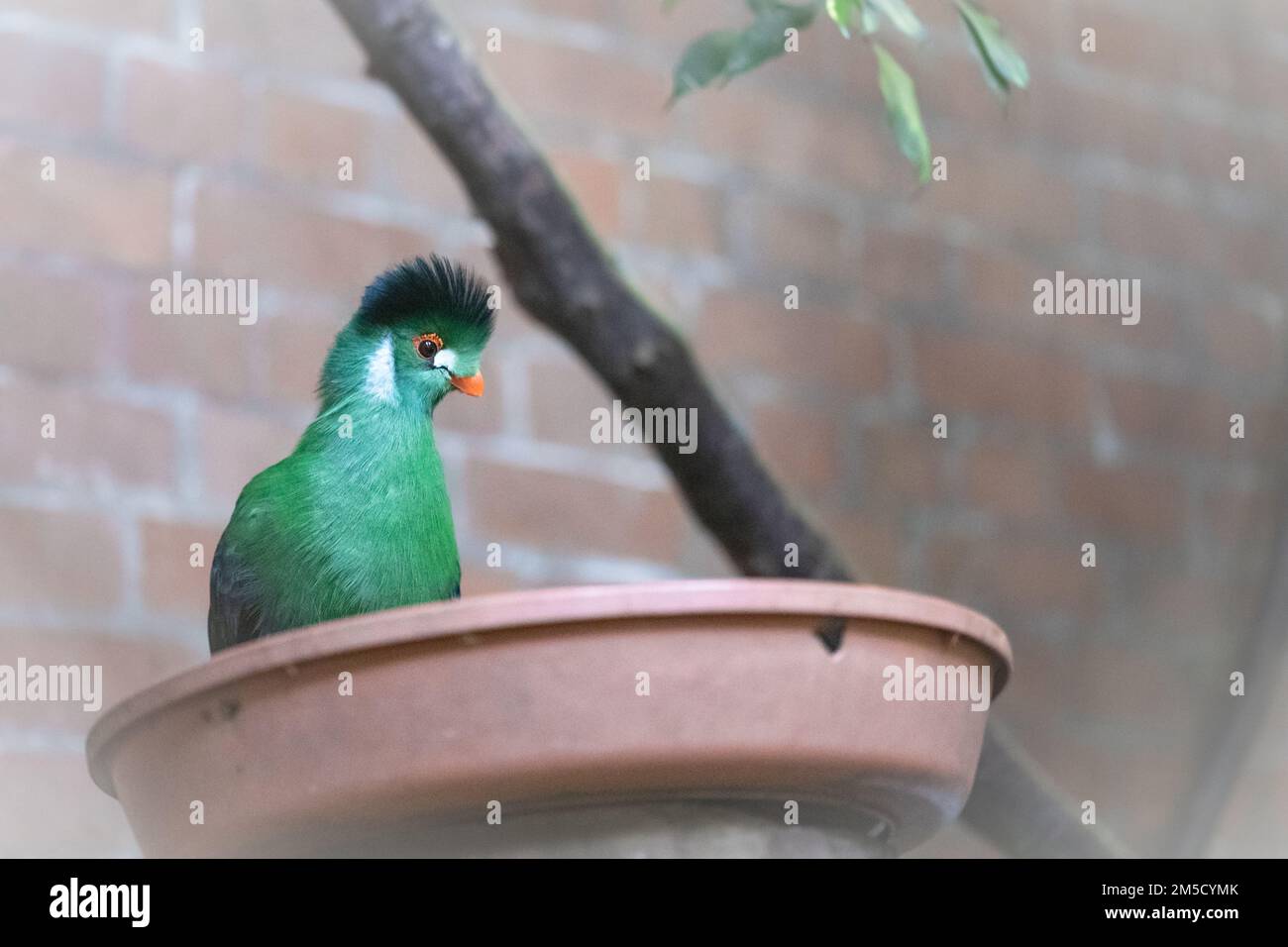 White cheeked turaco (Tauraco leucotis) sitting in a food bowl at its enclosure at Tropiquaria zoo, Watchet, Somerset Stock Photo