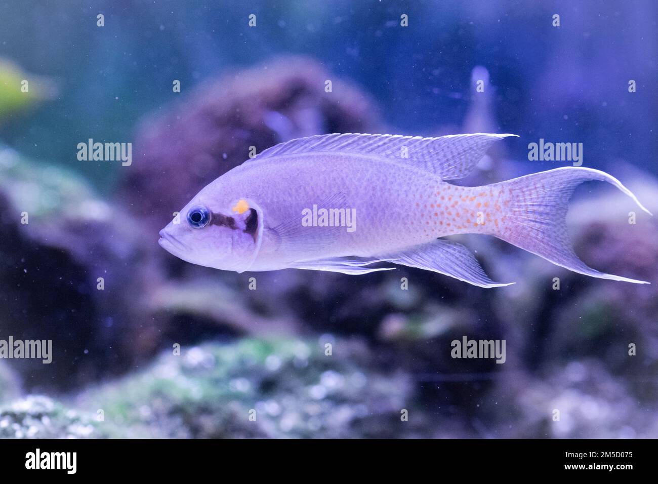 A fairy cichlid (Neolamprologus brichardi) swims through the tank at Tropiquaria zoo, West Somerset Stock Photo