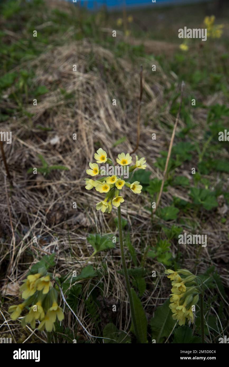 cowslip flowering in a meadow on Andøya which is a Vesterålen island covered with bogs and arctic tundra. Stock Photo