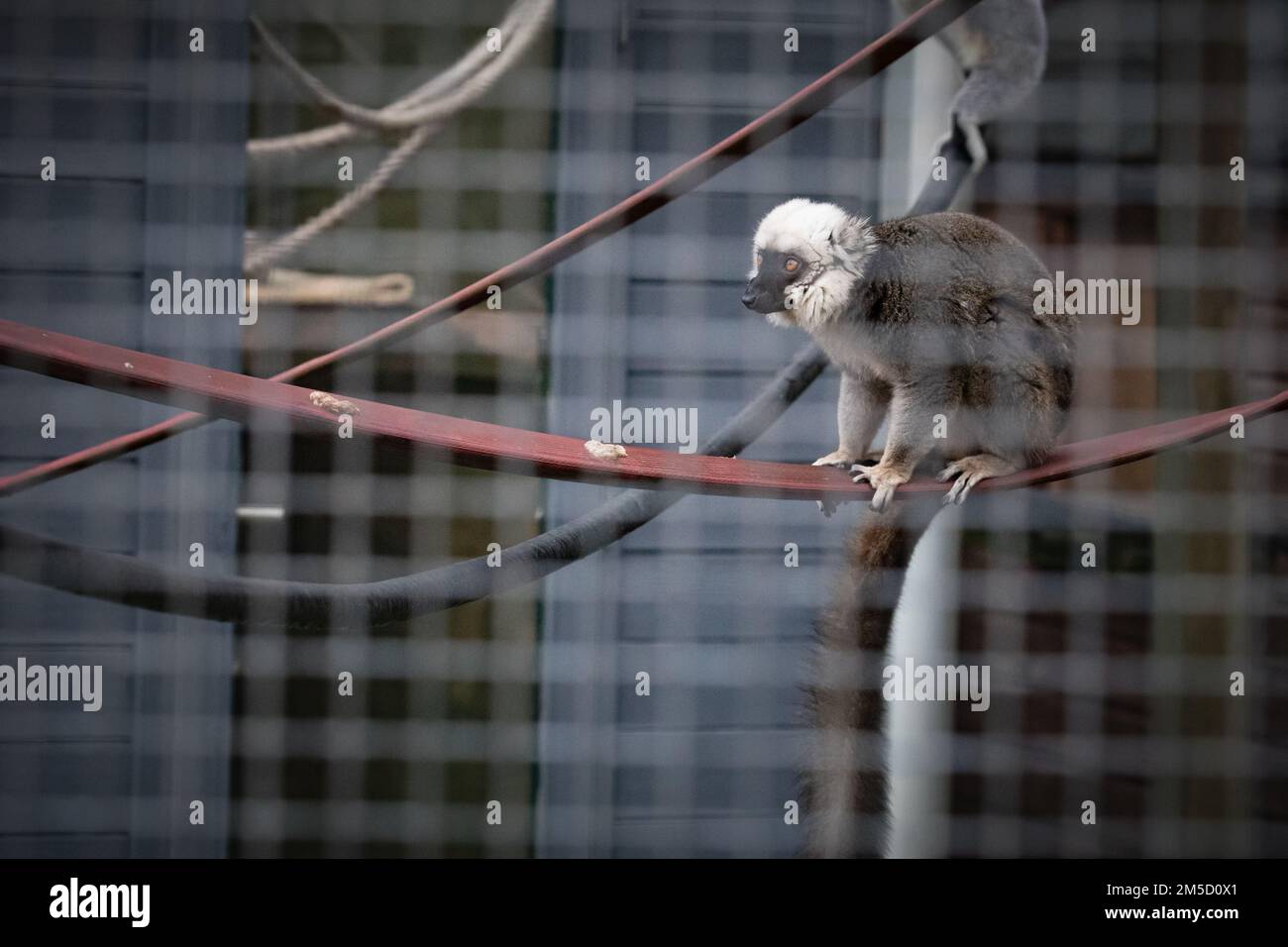 On one of its many runs a white fronted brown lemur (Eulemur albifrons