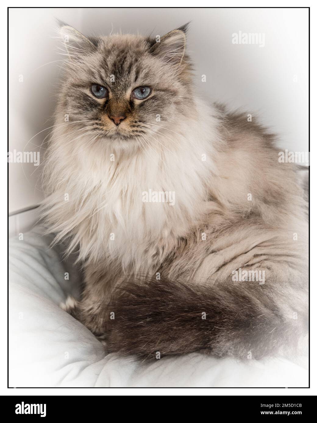 Siberian pure bred pedigree cat with long fur, large eyes and pretty face. Stock Photo