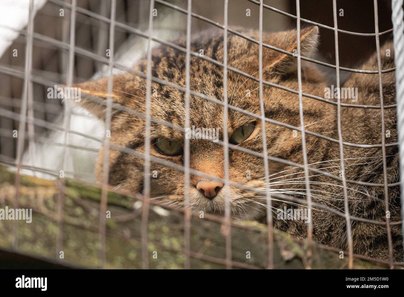 Grumpy cat cage not tiger not lion hi-res stock photography and images ...