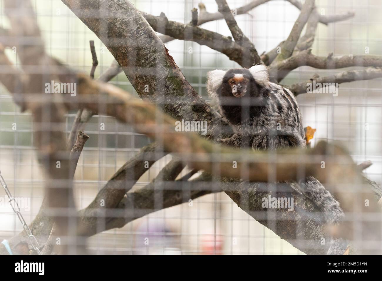 In its enclosure at Tropiquaria zoo a white tufted marmoset (Callithrix jacchus) sits on a branch staring outside Stock Photo