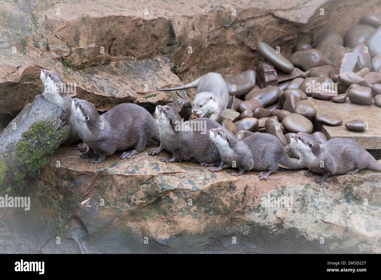 The parents and four pups of the Asian short clawed otter family (Aonyx