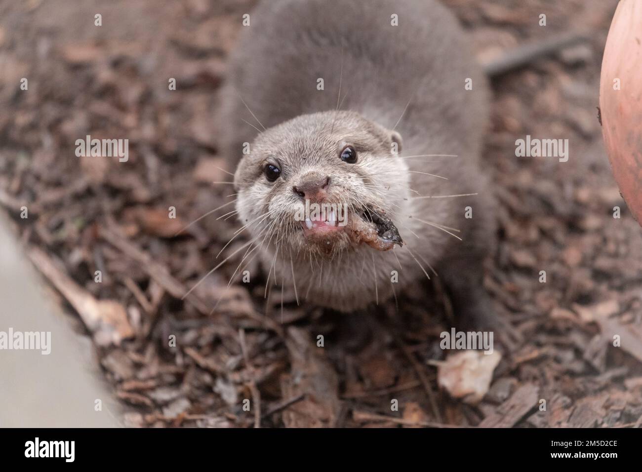 A young Asian short clawed otter (Aonyx cinereus) stares at you whilst