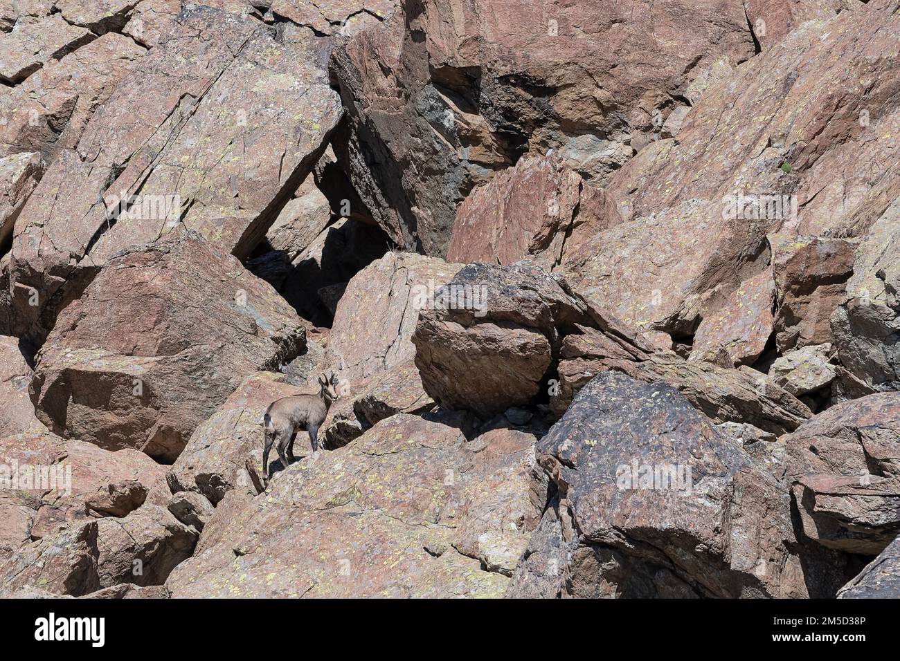 Among the rocks, the Alpine chamois in the summer season (Rupicapra rupicapra) Stock Photo