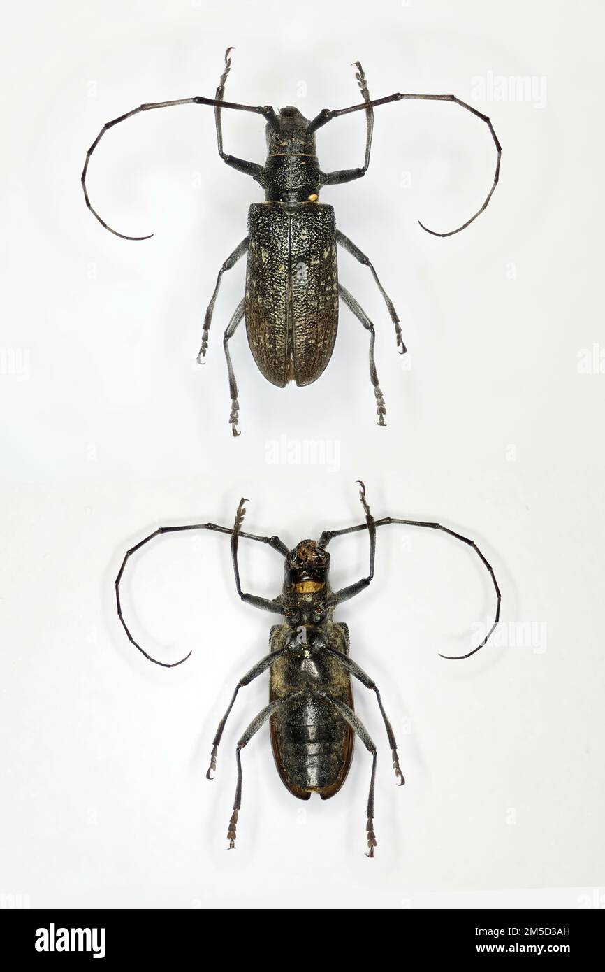 Longhorn beetle (family Cerambycidae), a specimen of unknown species, dorsal and ventral views. Collected from Kola Peninsula, Murmansk Oblast, Russia Stock Photo