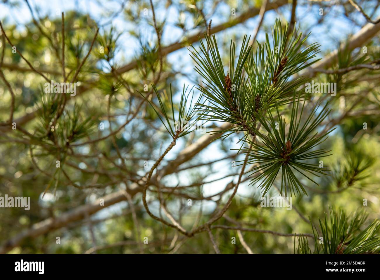 Close-up of leaves of Mediterranean pine, Pinus halepensis, at sunset on a sunny day. Island of Mallorca, Spain Stock Photo