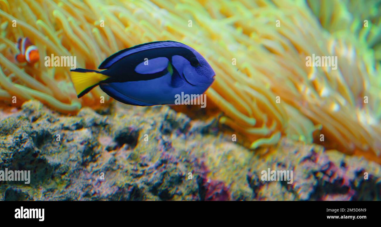 Surgeonfish swim in anemones on coral reef. Red Sea Marine fish feeds on algae and zooplankton in the wild. Royal blue tang. LC least concern. IUCN. Stock Photo