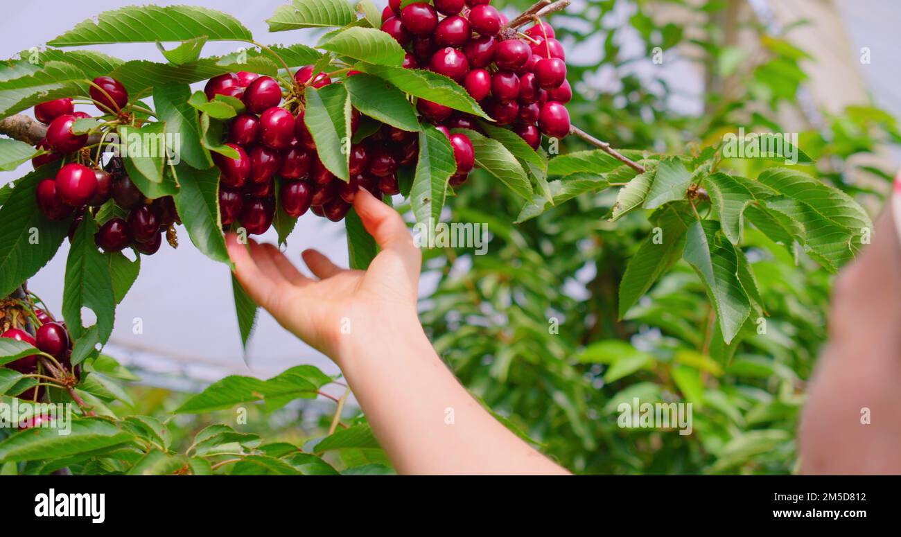 Farmer hand picking sweet cherries. Agriculture background, dark fresh tasty cherry on tree, ripe juicy berries hanging on a branch in clusters. Stock Photo